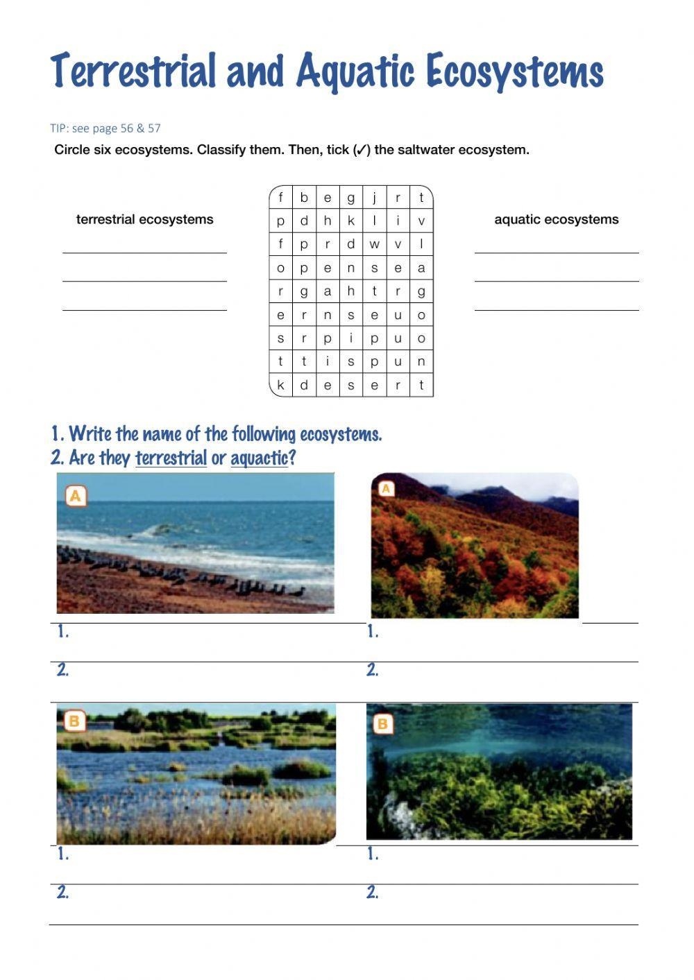 ecosystem worksheet