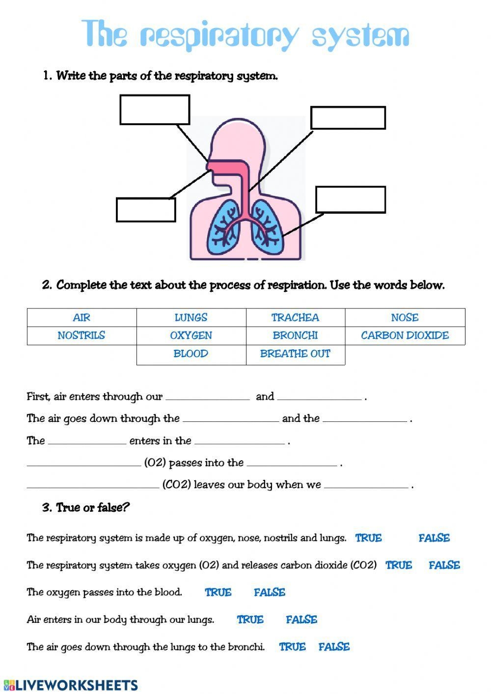 The Respiratory System Worksheets Teach Starter Worksheets Library