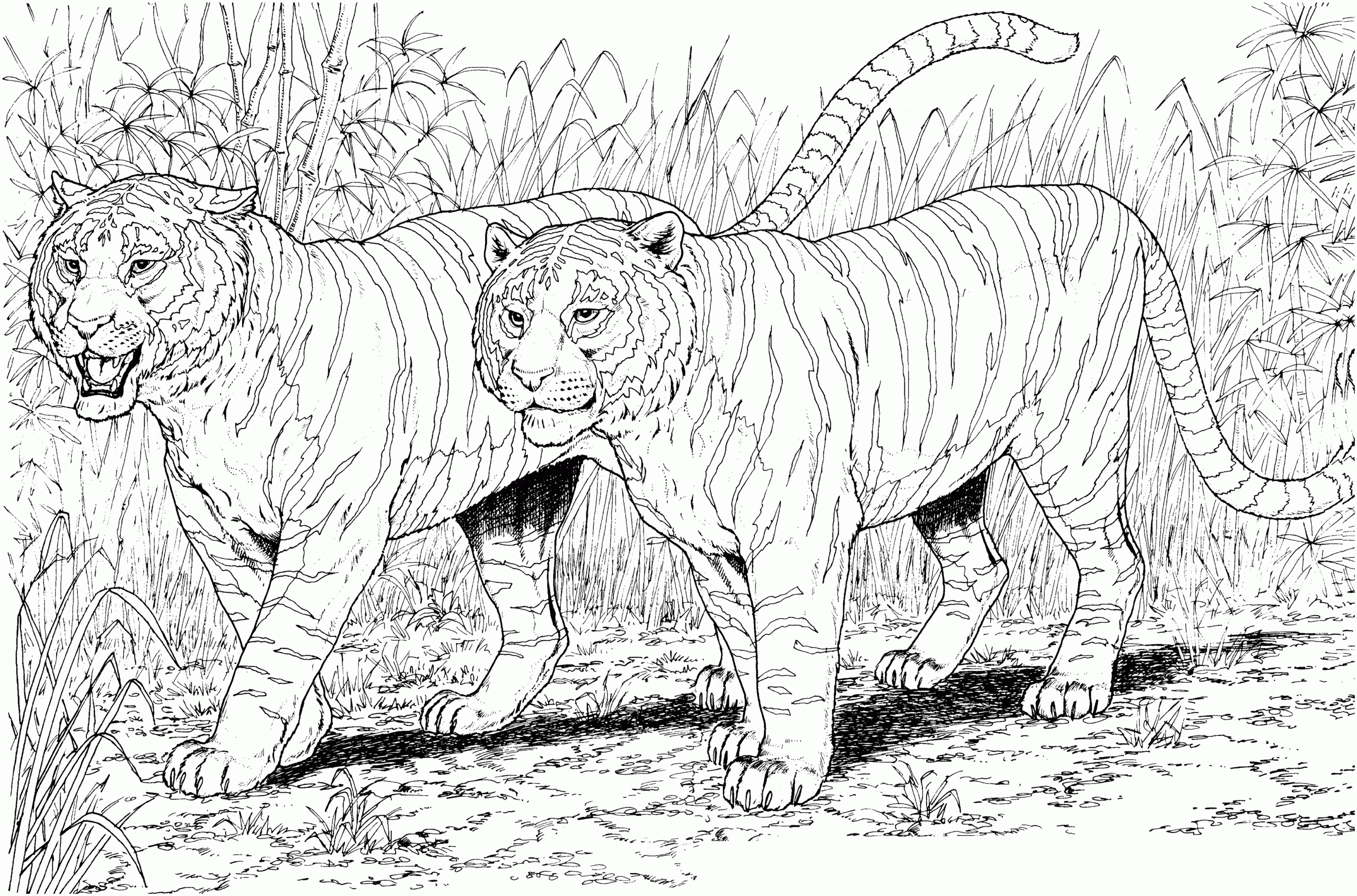 free coloring pages tiger