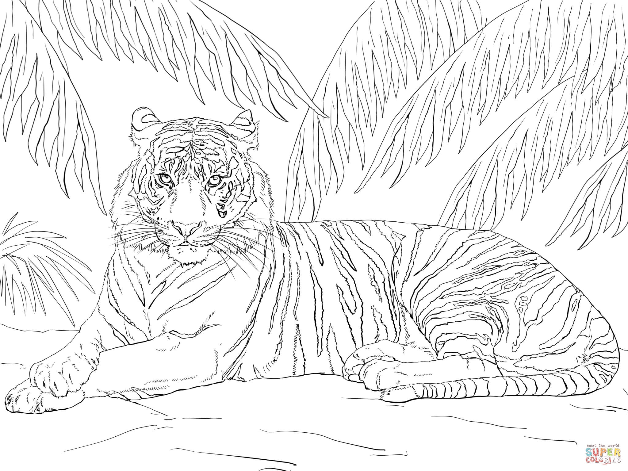 free coloring pages of tigers