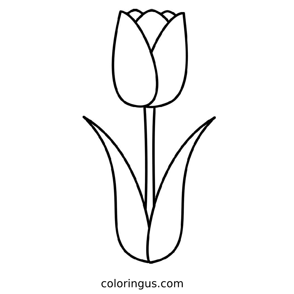 Tulip Coloring Pages Free Printable PDF