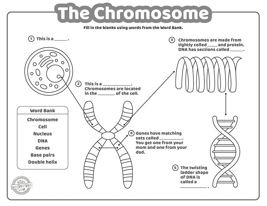 dna worksheet