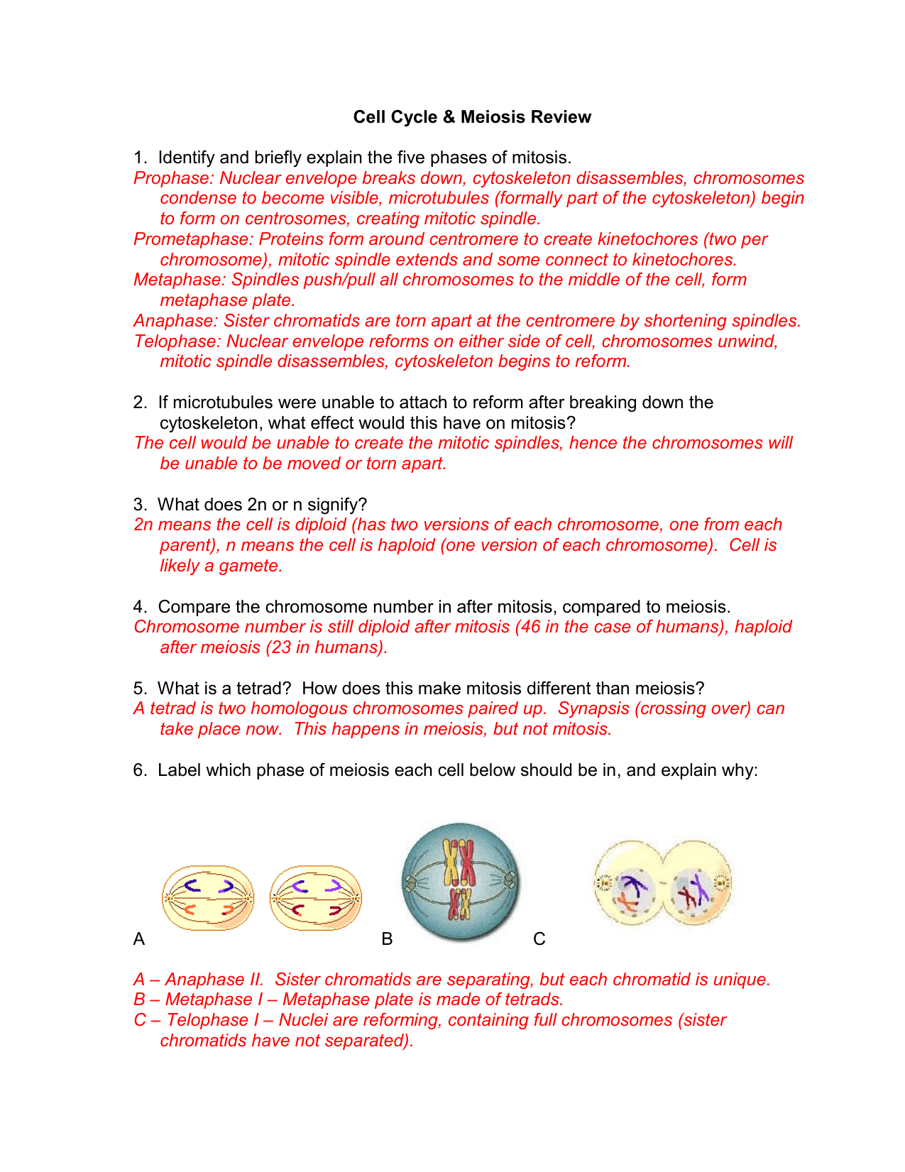 mitosis versus meiosis worksheet