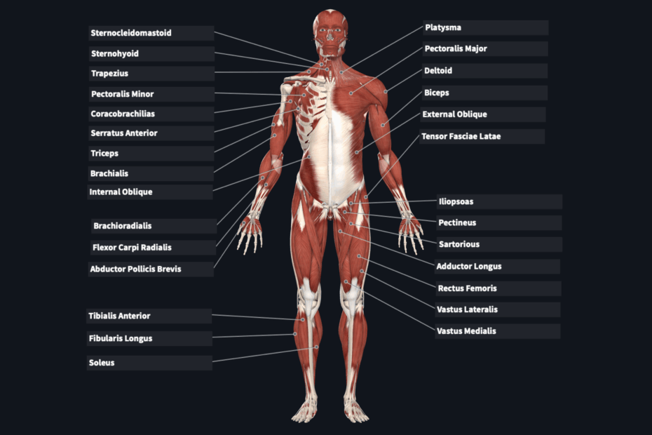 Flashcard Muscles Anterior View