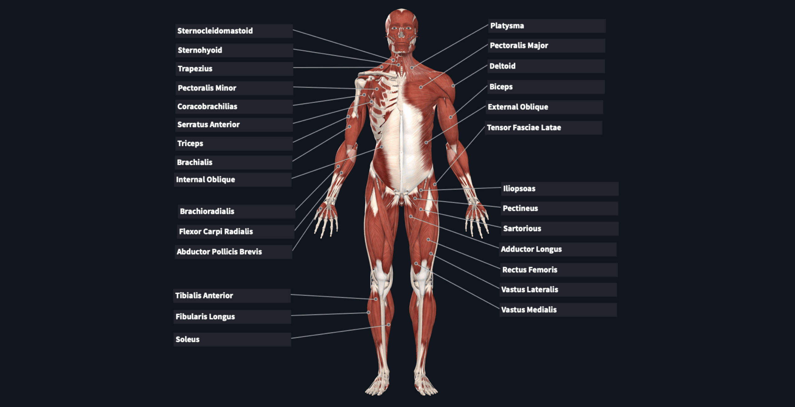 Flashcard Muscles Anterior View