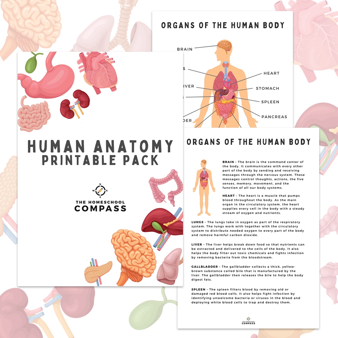 muscle anatomy flash cards printable