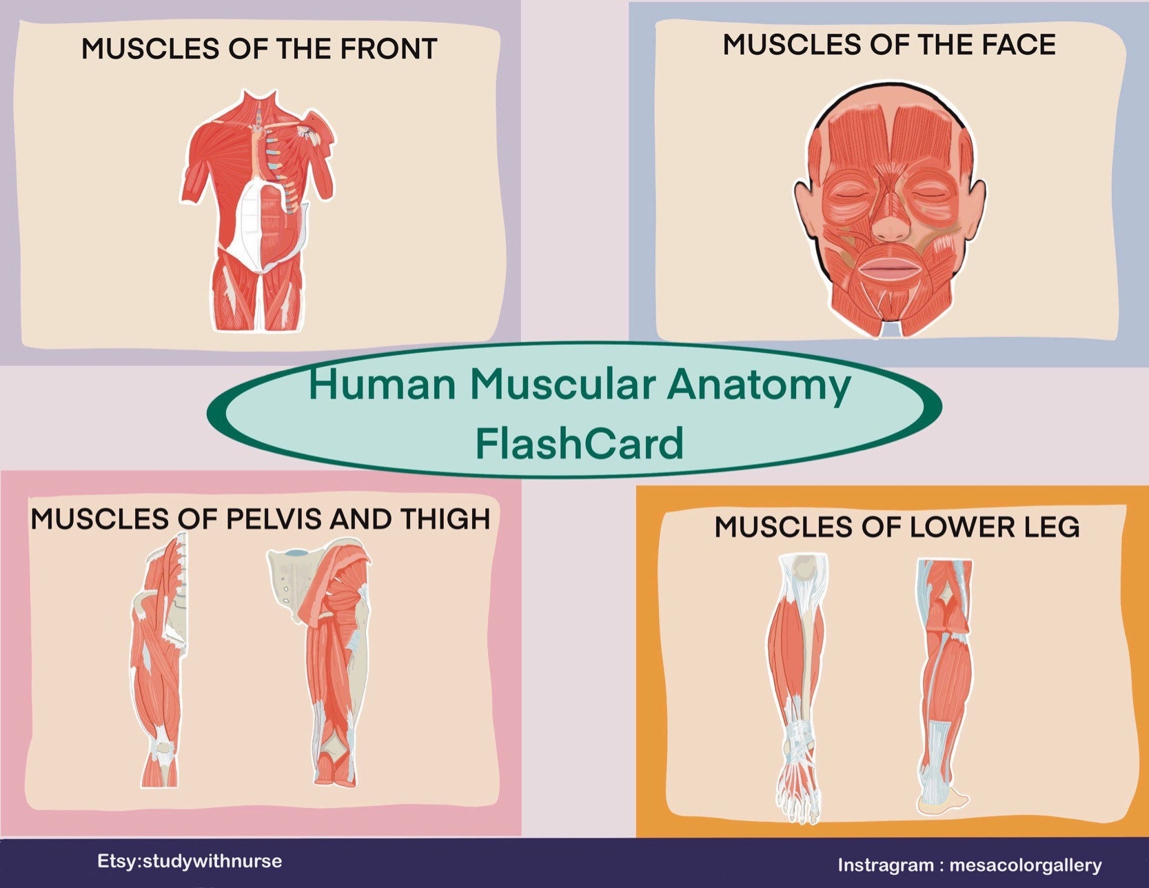 Muscles Anatomy Flashcard Study Guide digital File Origin Insertion Etsy
