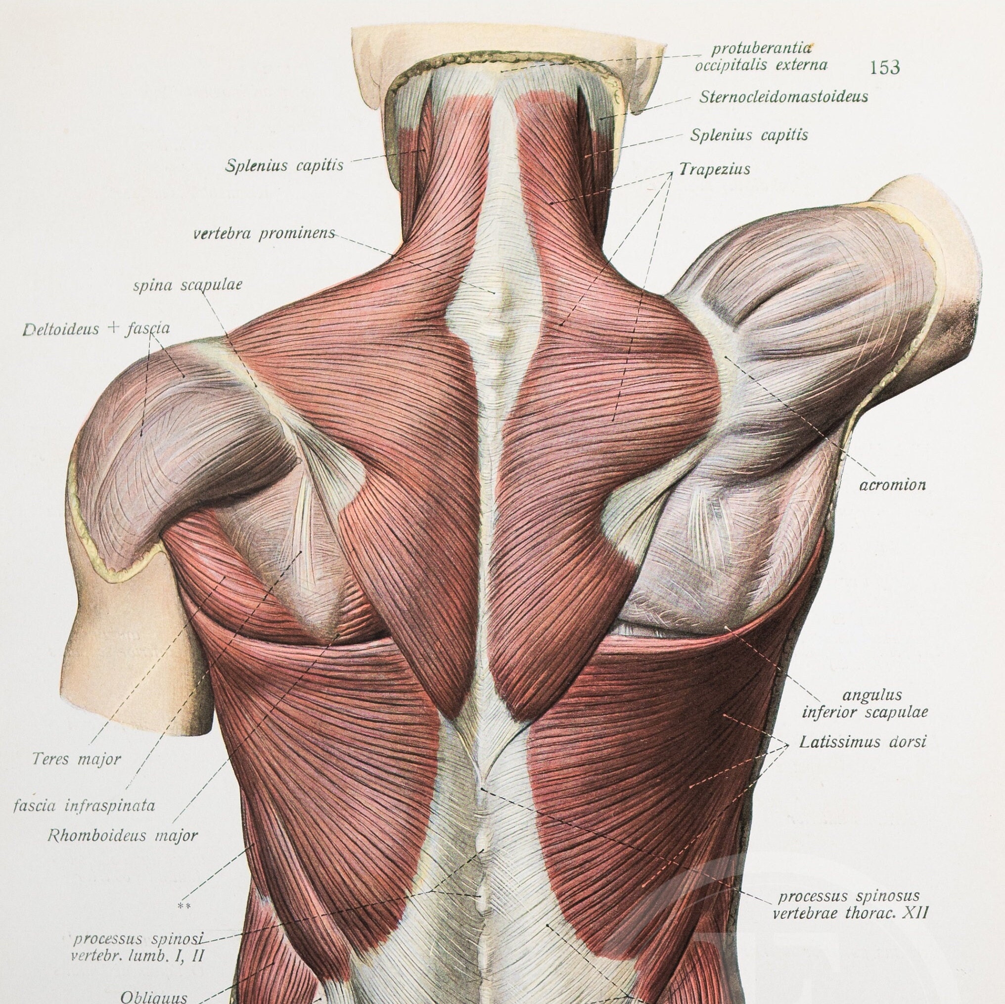 USMLE MSK Anatomy Flashcards Quizlet