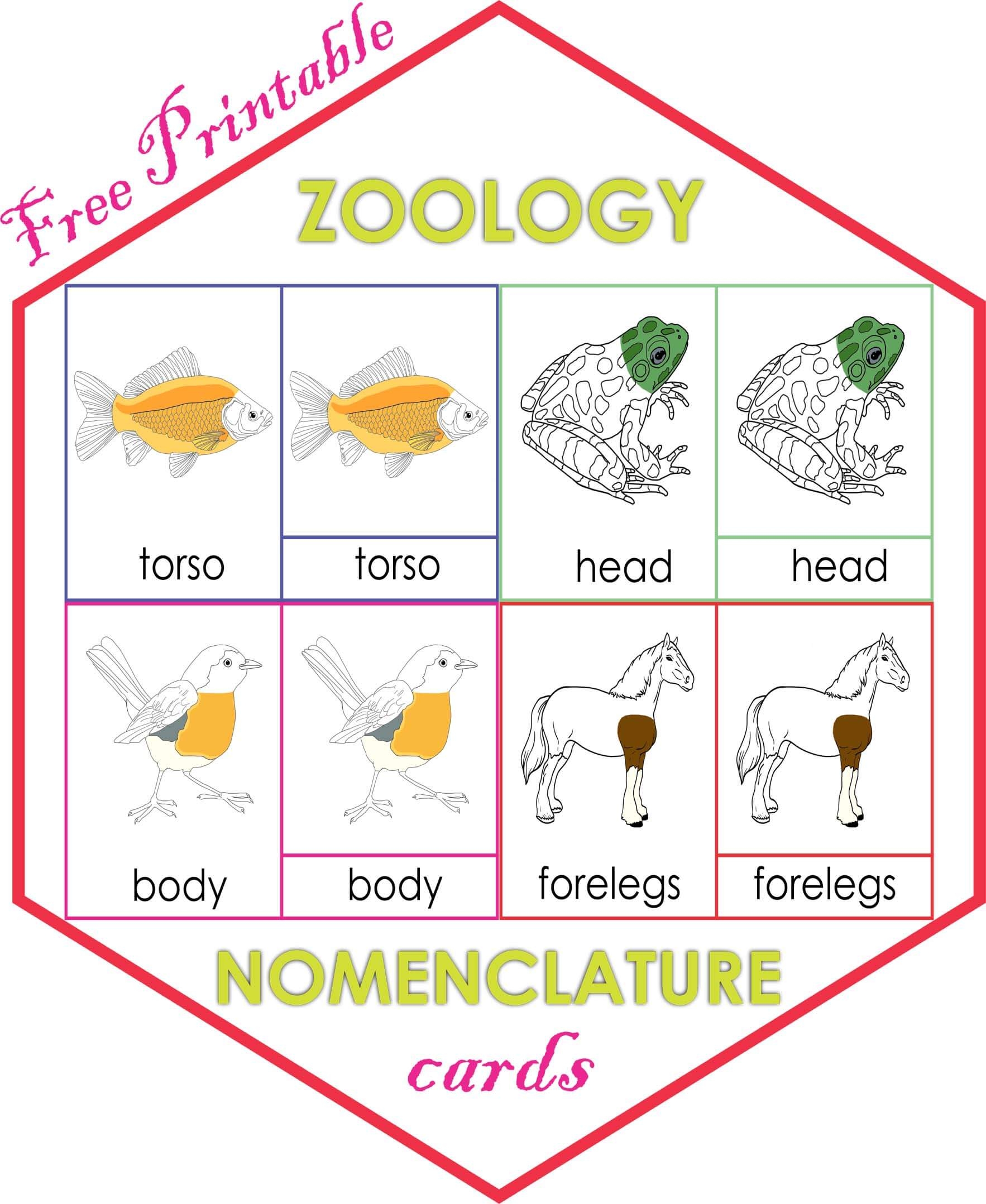 Zoology Nomenclature Cards Montessori Montessoriseries
