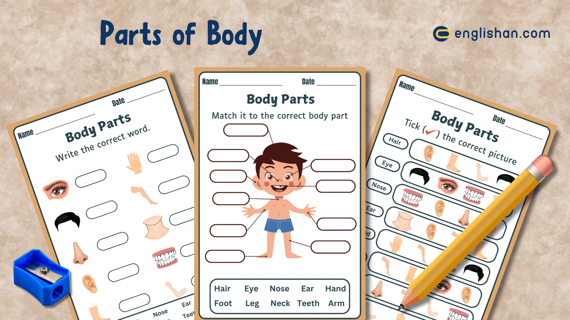 body parts worksheet printable pdf free