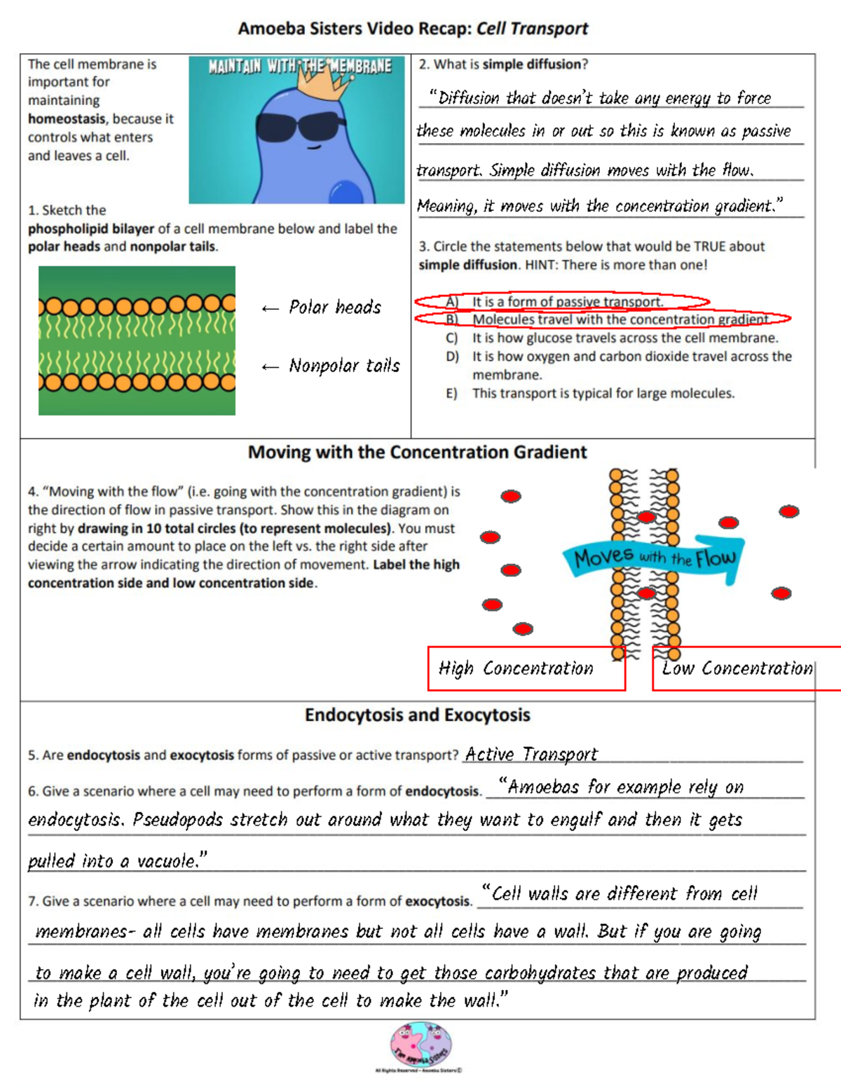 cellular transport worksheet