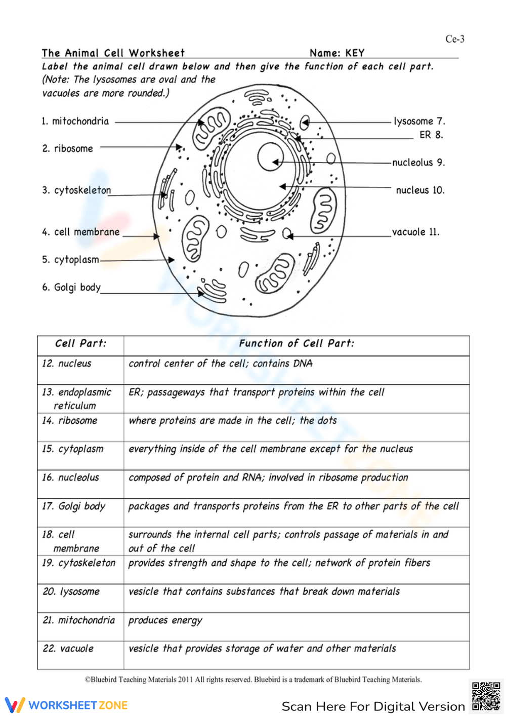 Animal Cell Worksheets U0026 Printable