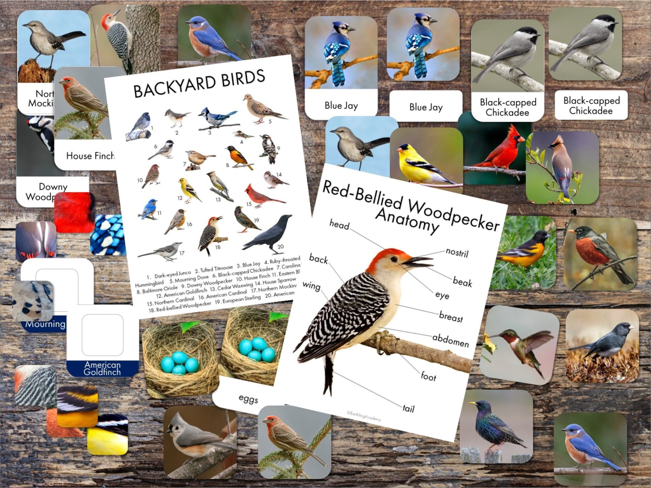 Backyard Bird Printables Bird Identification 3 Part Cards 