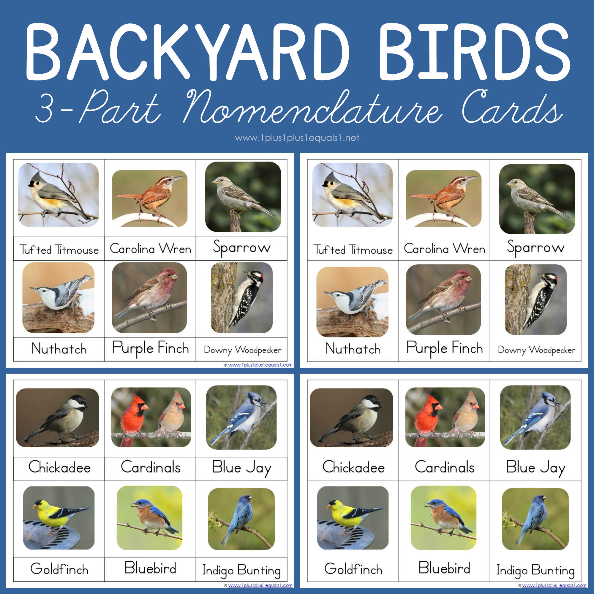 Backyard Birds Montessori Printables Nomenclature 1 1 1u003d1