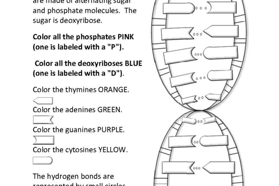 Biology 101 DNA Double Helix Coloring And Structure Guide Studocu