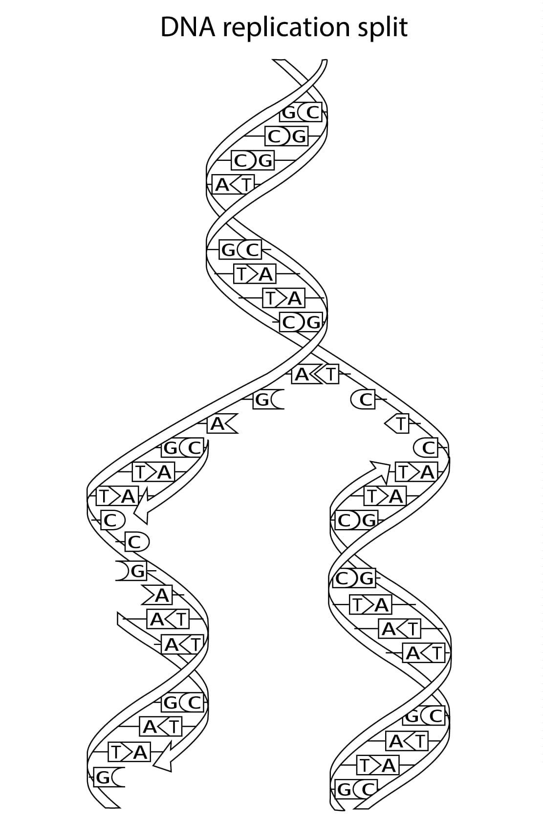 dna coloring worksheet