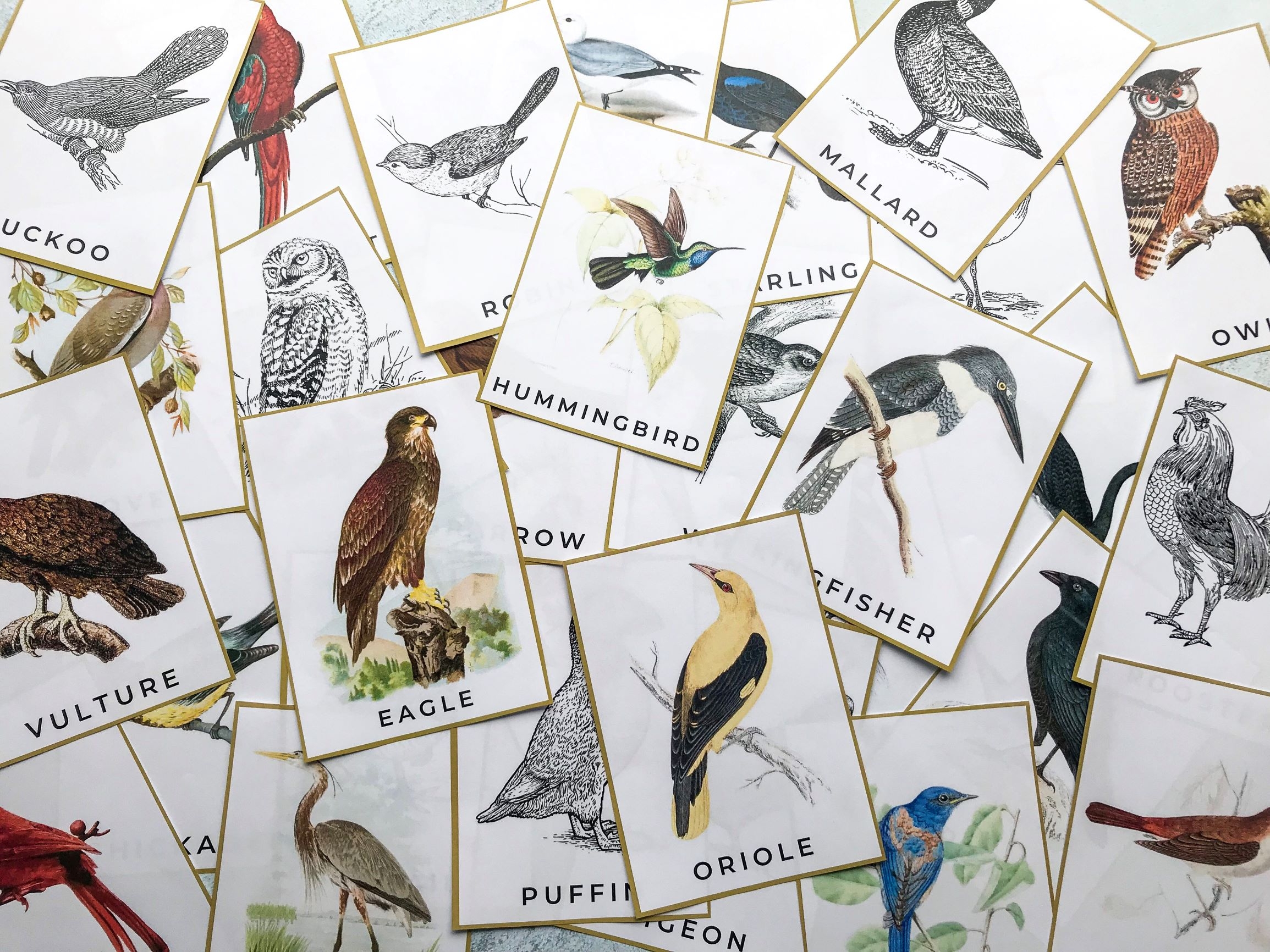 printable bird identification cards