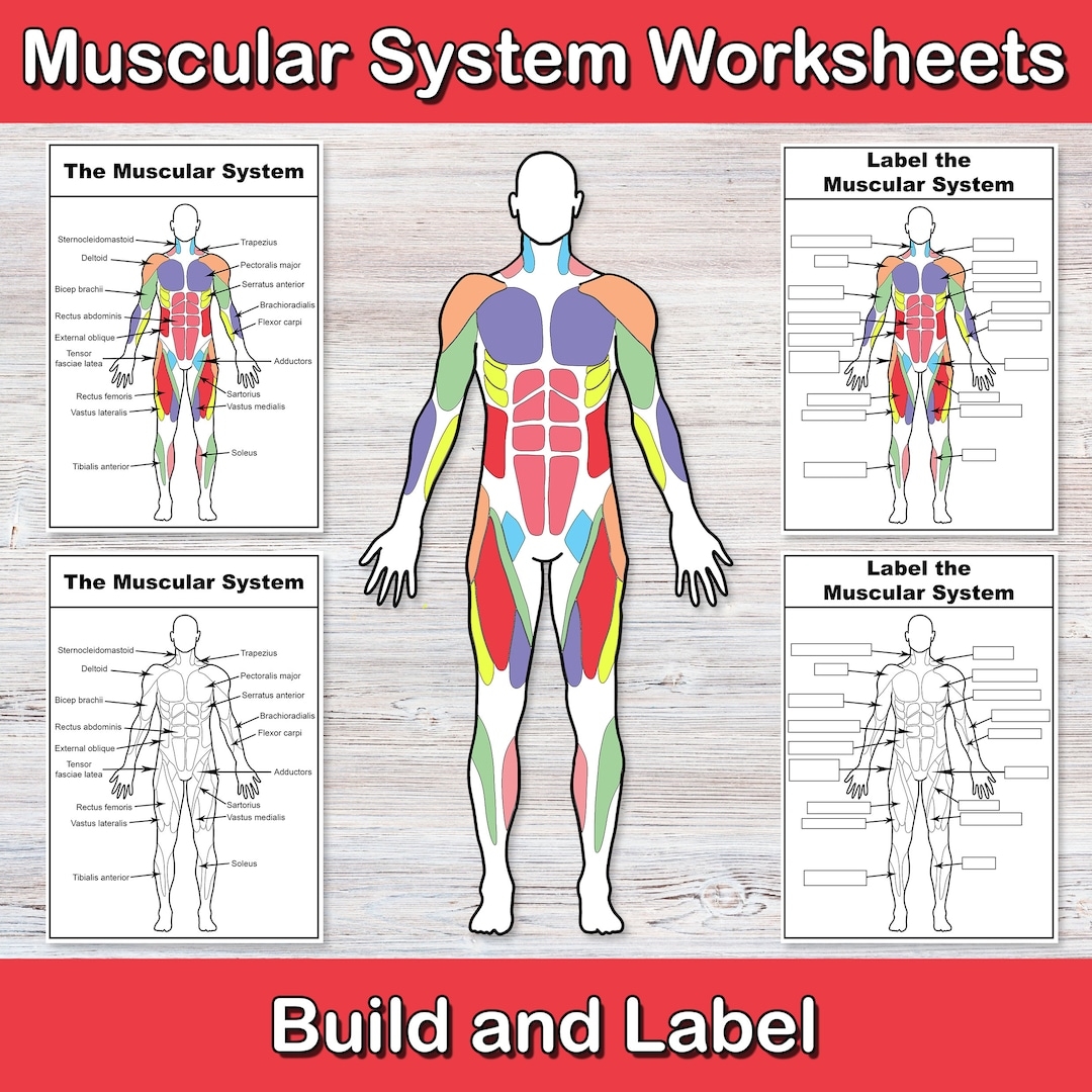 Build And Label The Muscular System Anatomy Worksheets Muscle Activities Human Body Biology For Middle School High School My Body Etsy UK
