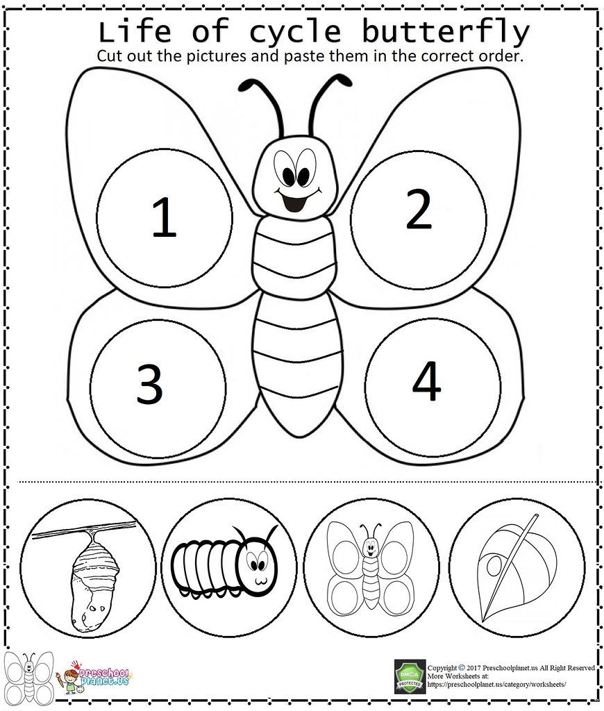 butterflies life cycle worksheet