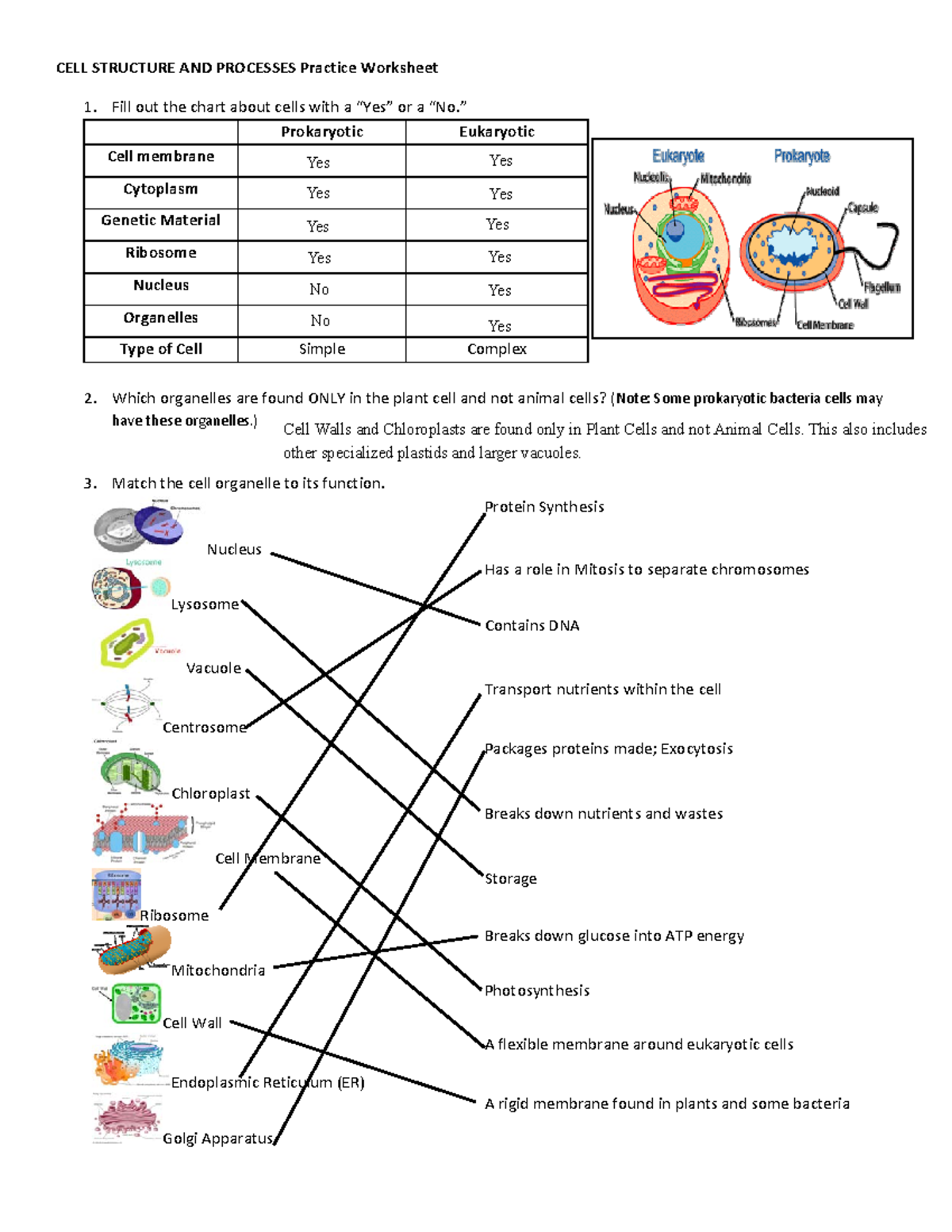 cytolysis and cytoplasm worksheet