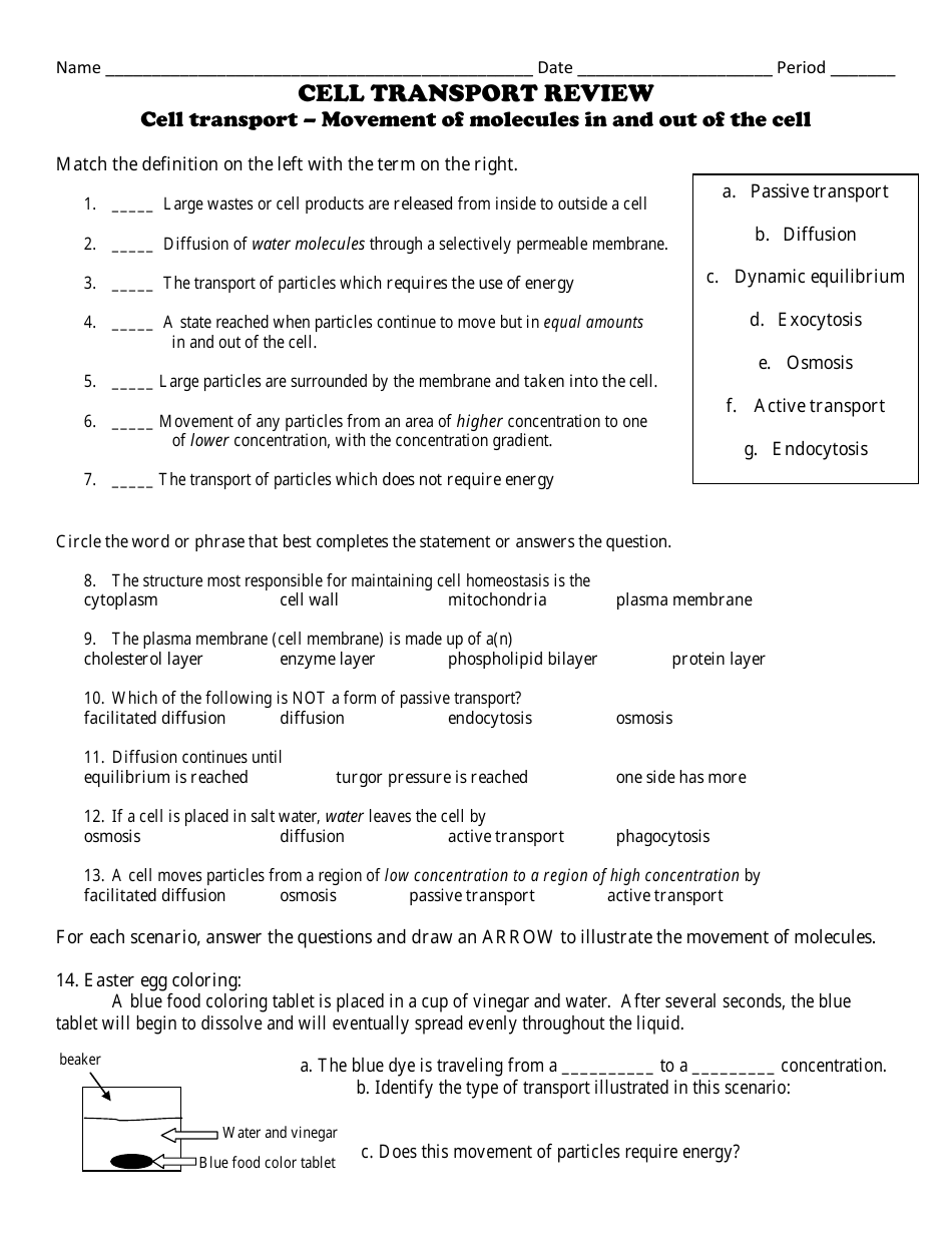 Cell Transport Biology Worksheet Download Printable PDF Templateroller