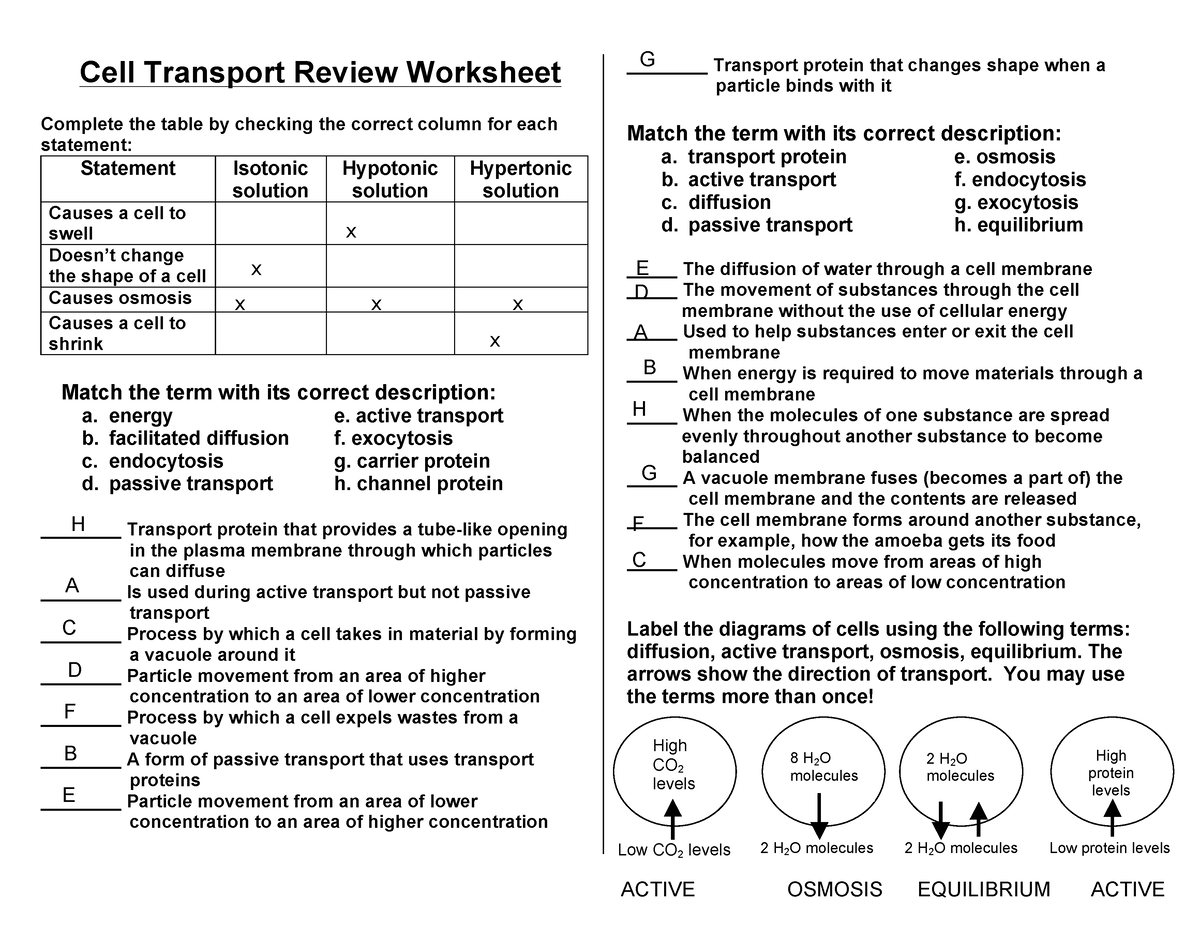 Cell Transport Review KEY Cell Transport Review Worksheet Worksheets Library