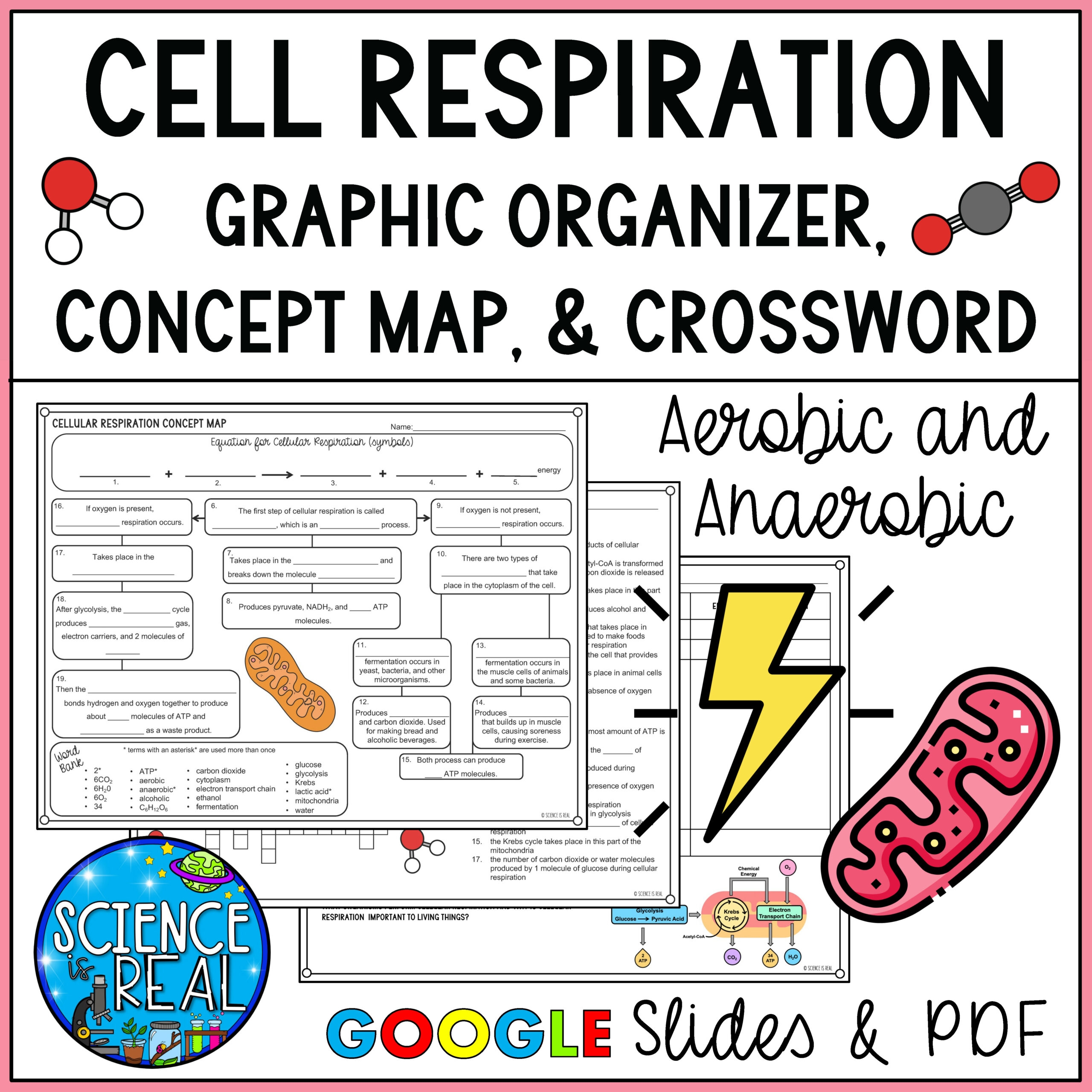 cell respiration worksheet