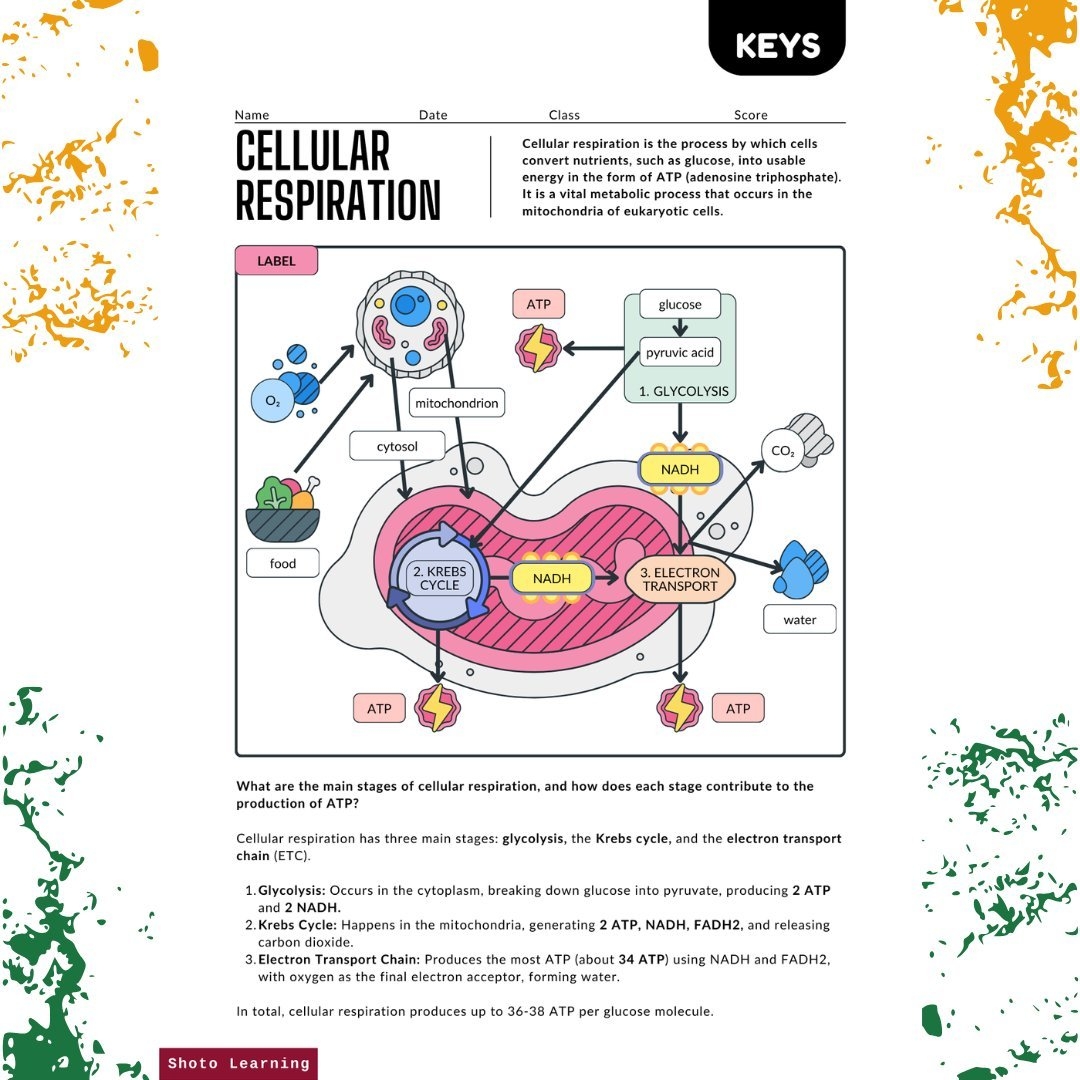 Cellular Respiration Worksheet With Word Box Grades 6 12