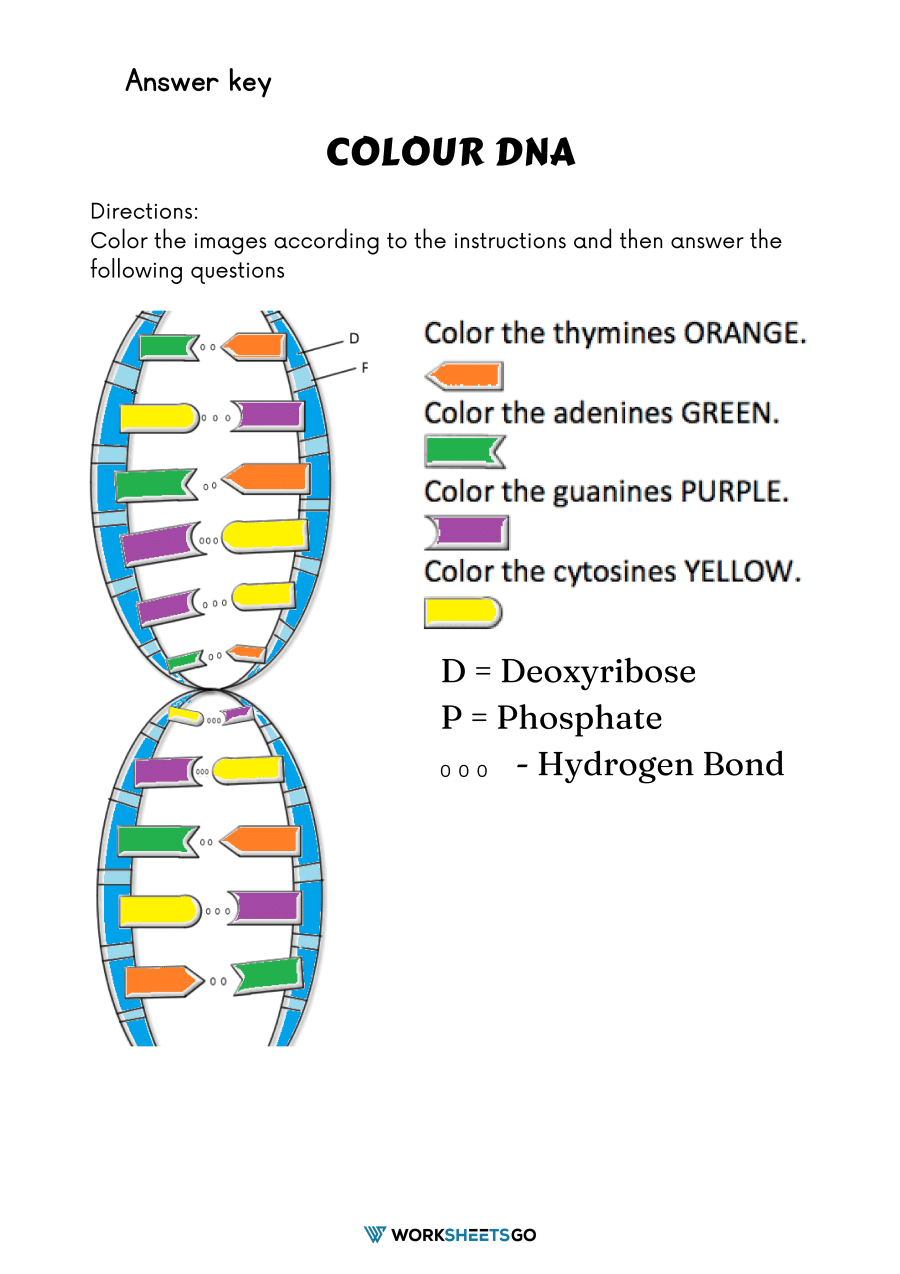 Color DNA Worksheets WorksheetsGO