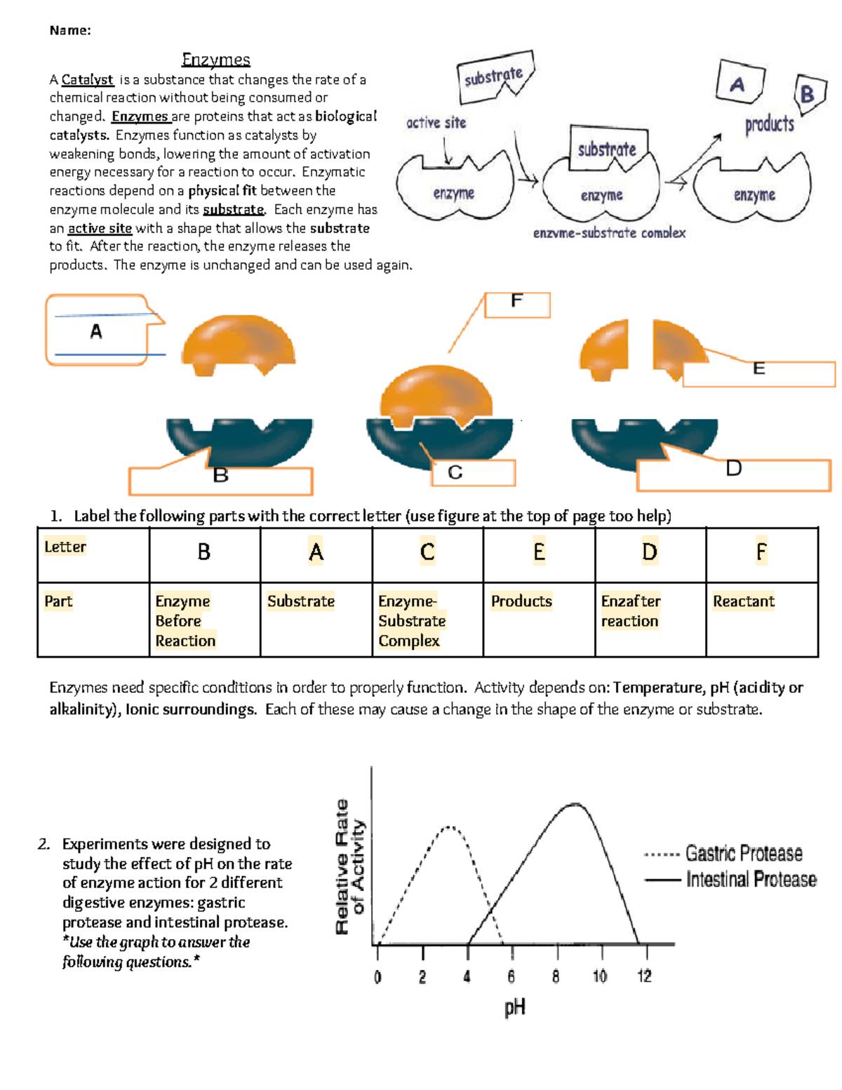 enzyme worksheet