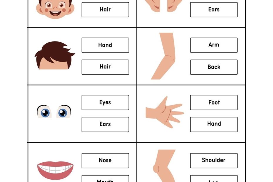 Customize 72 Body Parts Worksheets Templates Online Canva