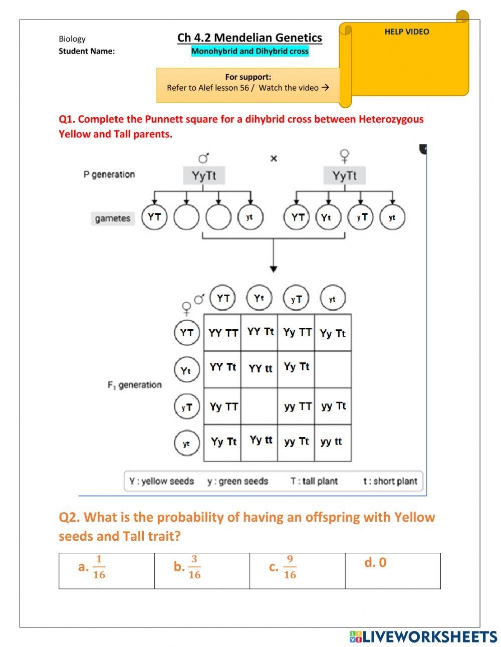 chapter 10 dihybrid cross worksheet