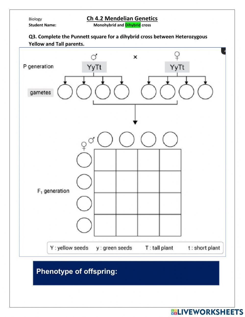 Dihybrid Cross Worksheet Live Worksheets Worksheets Library