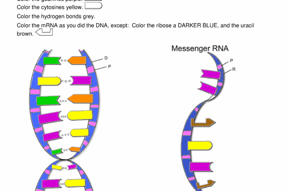 Dna Coloringggggggggggg Name Period Date Studocu Worksheets Library