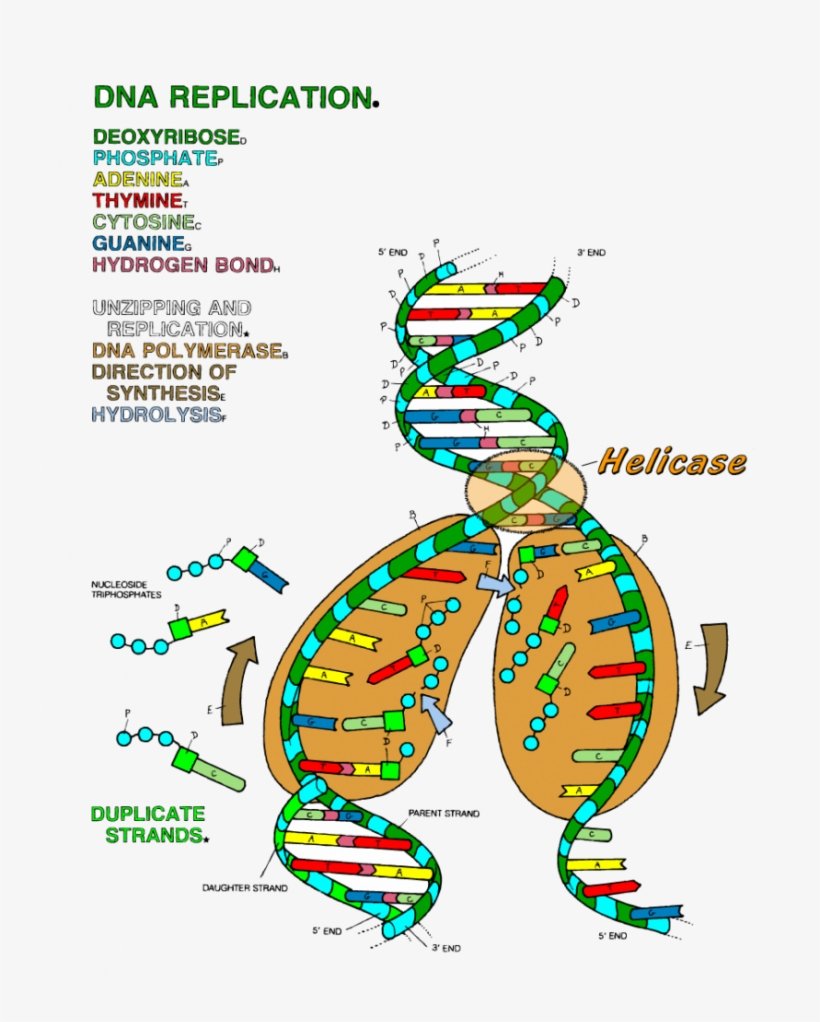 Dna Replication Coloring Key Worksheet Ideas 19 Dna Dna Transcription Coloring Worksheet Transparent PNG 728x942 Free Download On NicePNG