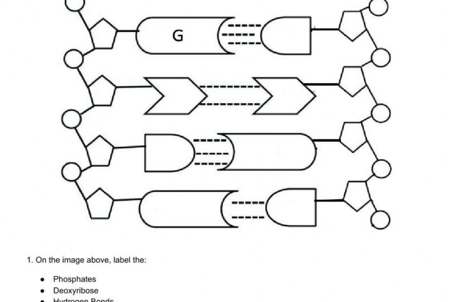 DNA Structure Online Exercise For Live Worksheets Worksheets Library