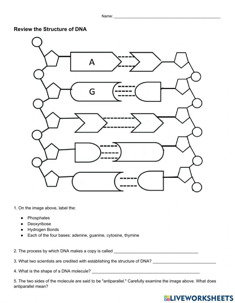 DNA Structure Online Exercise For Live Worksheets Worksheets Library