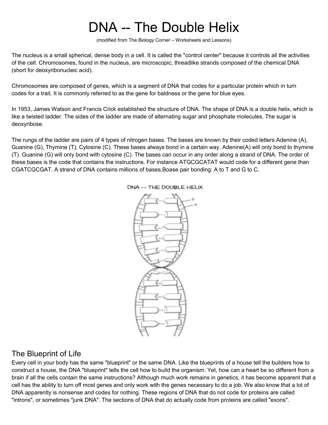 dna the double helix worksheet