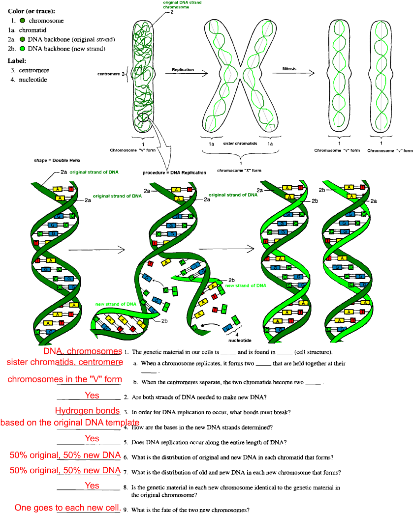 dna worksheet