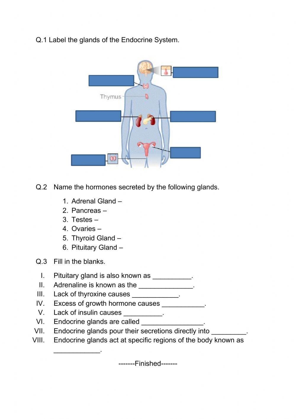 Endocrine System Activity Live Worksheets Worksheets Library