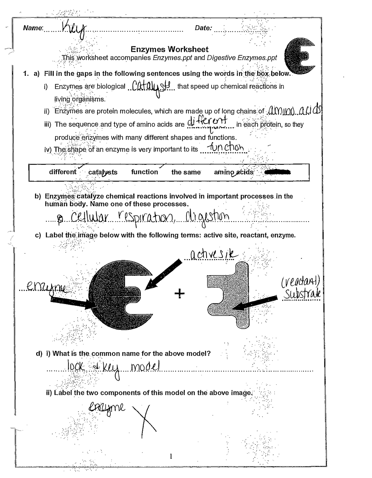 Enzyme Review Worksheet Answers Key Exercises Biochemistry Docsity