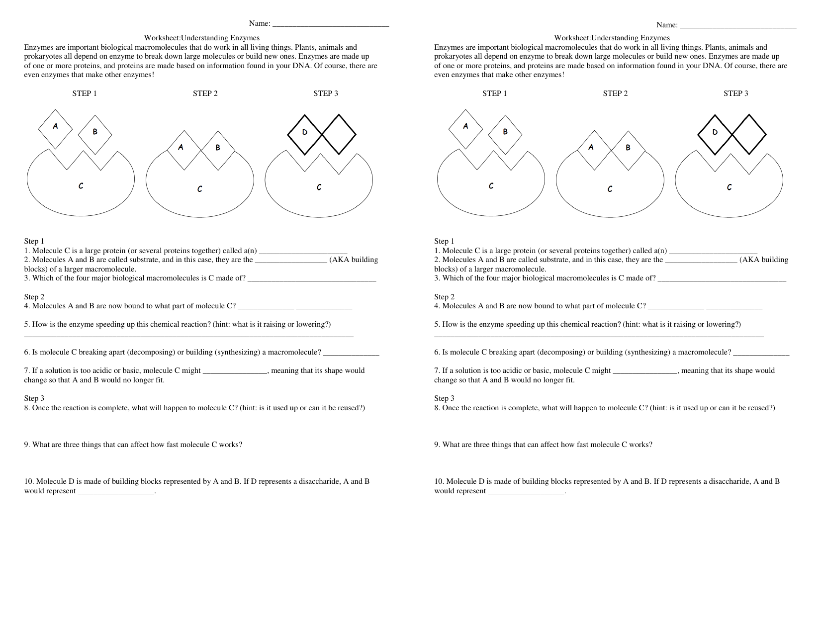 Enzyme Worksheet Understanding Enzyme Function