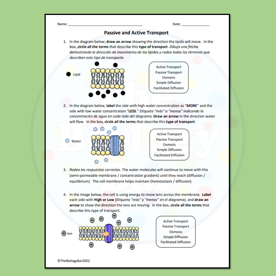 ESL Biology Cell Transport Worksheet