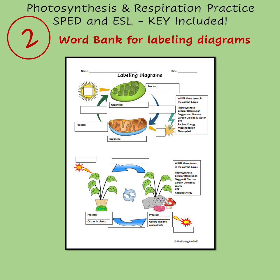 ESL Biology Photosynthesis And Cellular Respiration 3 Worksheets