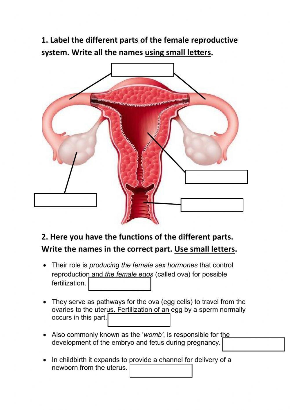 Female Reproductive System Interactive Worksheet Live Worksheets 