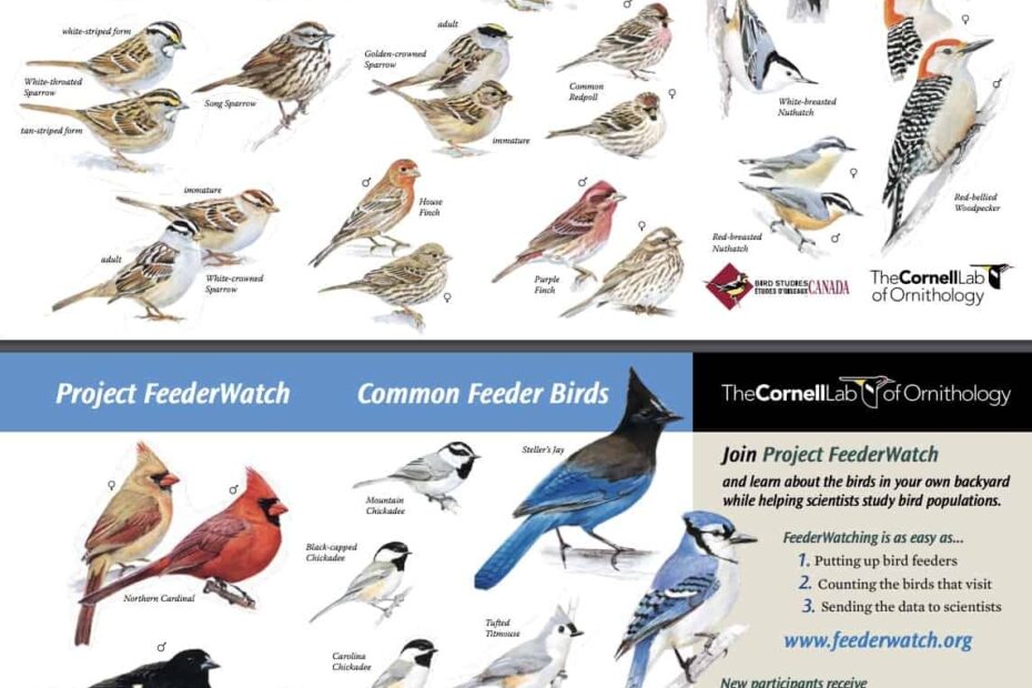 FREE Backyard Birds And Hummingbirds Poster Science