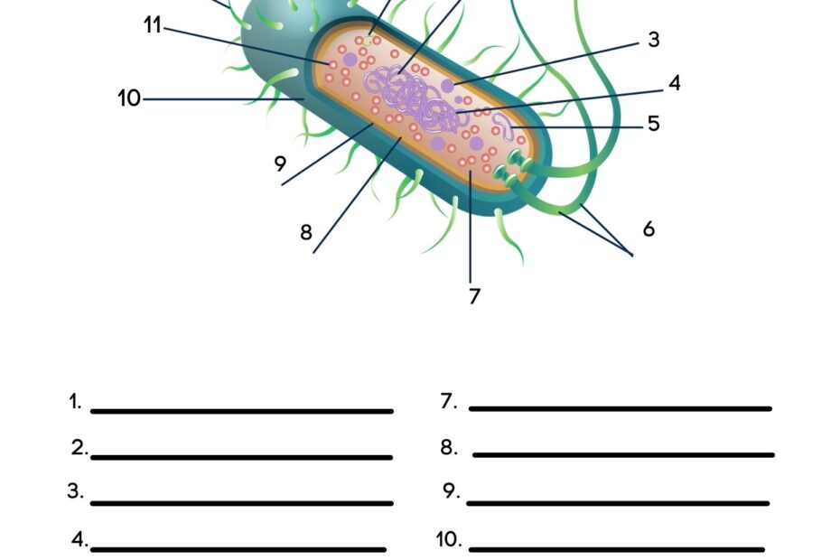 Free Biology Cell Worksheets And Flashcards The Homeschool Scientist