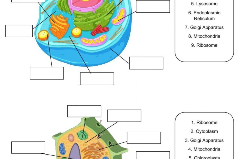 Free Cell Parts Worksheet Download Free Cell Parts Worksheet Png