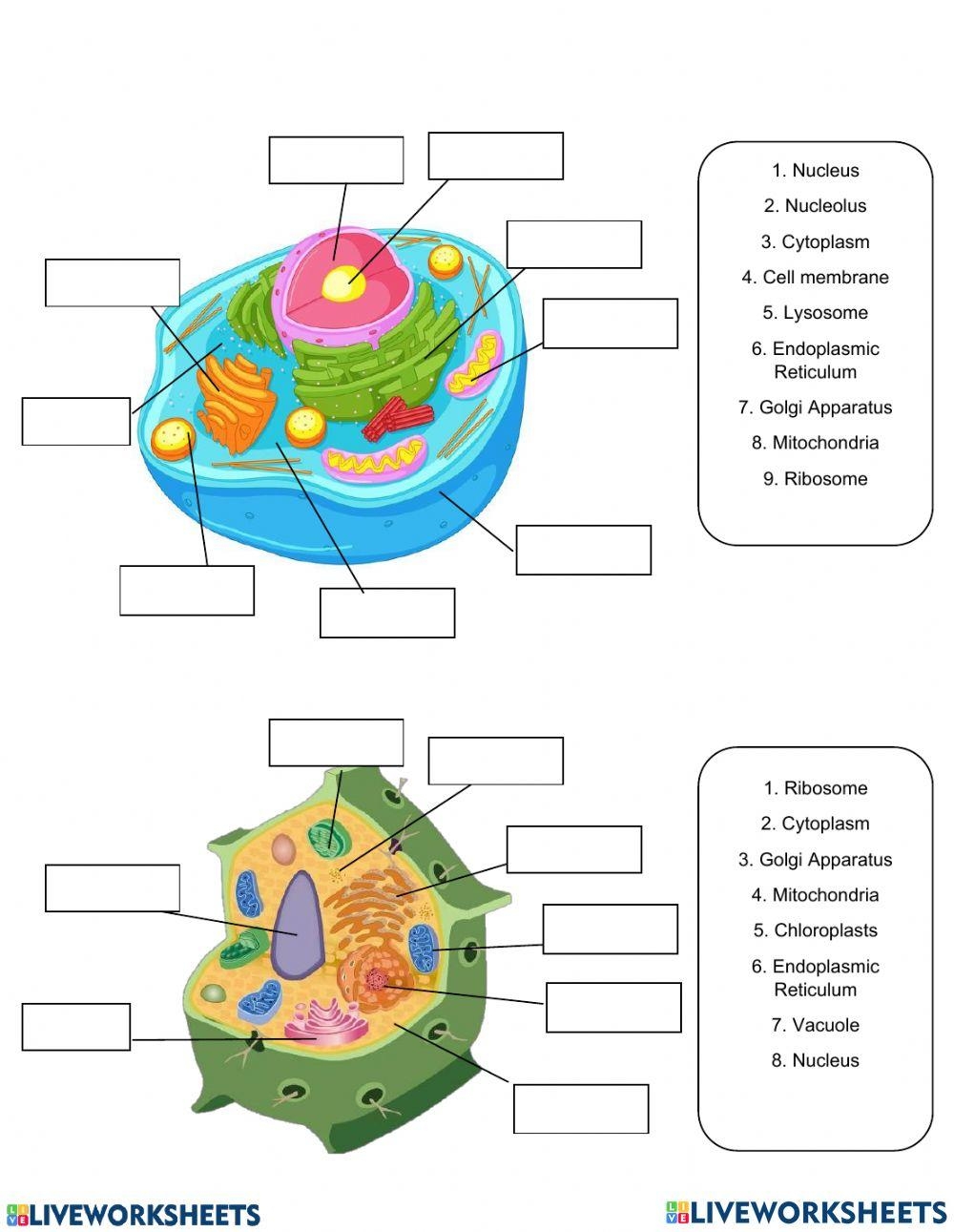 Free Cell Parts Worksheet Download Free Cell Parts Worksheet Png 