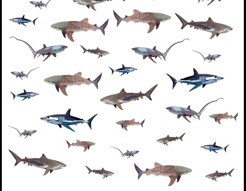 FREE I Can Count To 10 Sharks